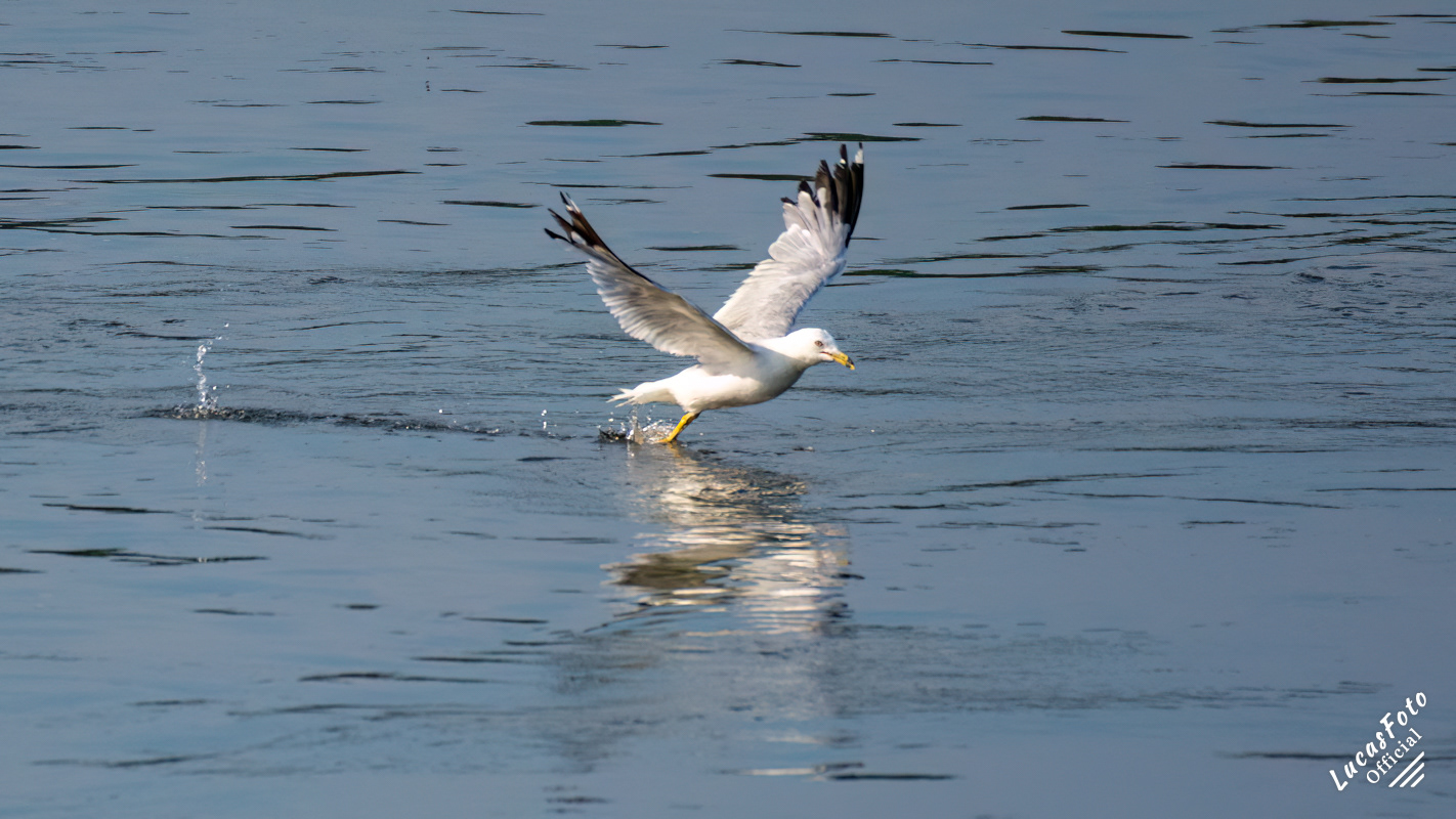 Ring-billed Gull