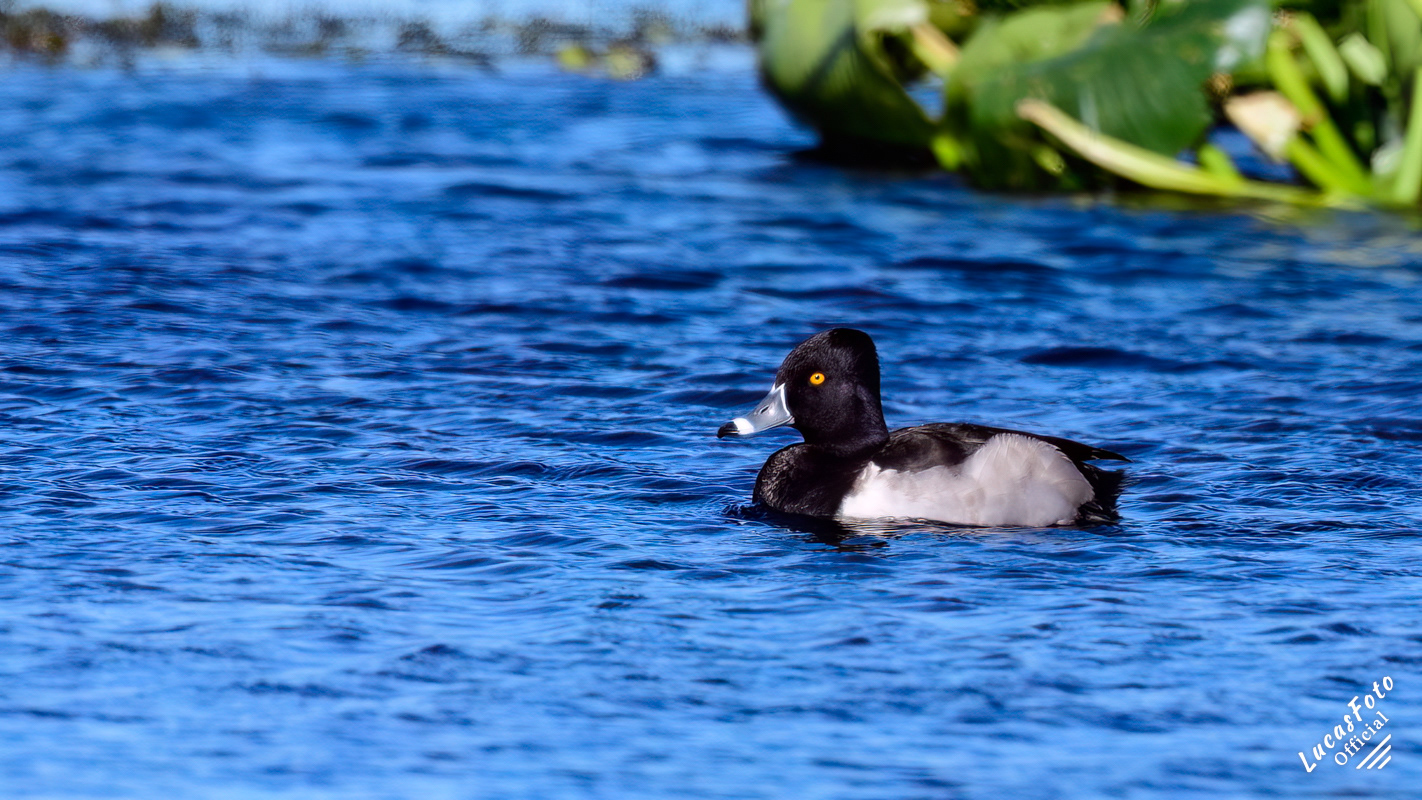 Ring-necked Duck