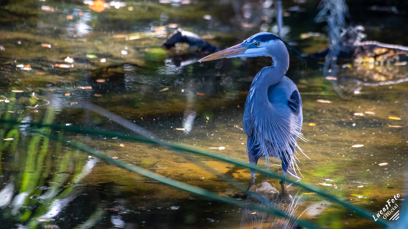 Great Blue Heron