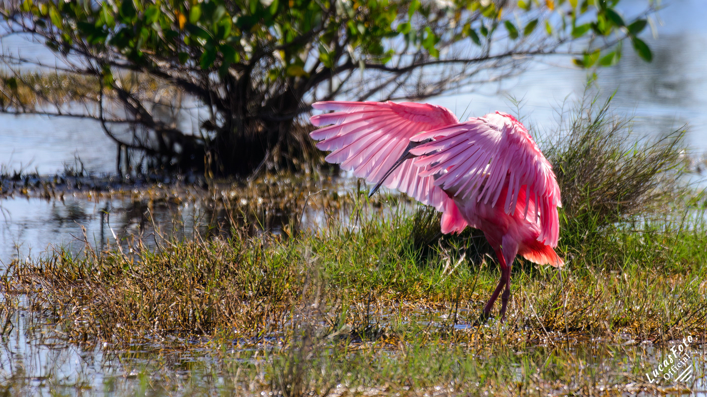 Roseate Spoonbill