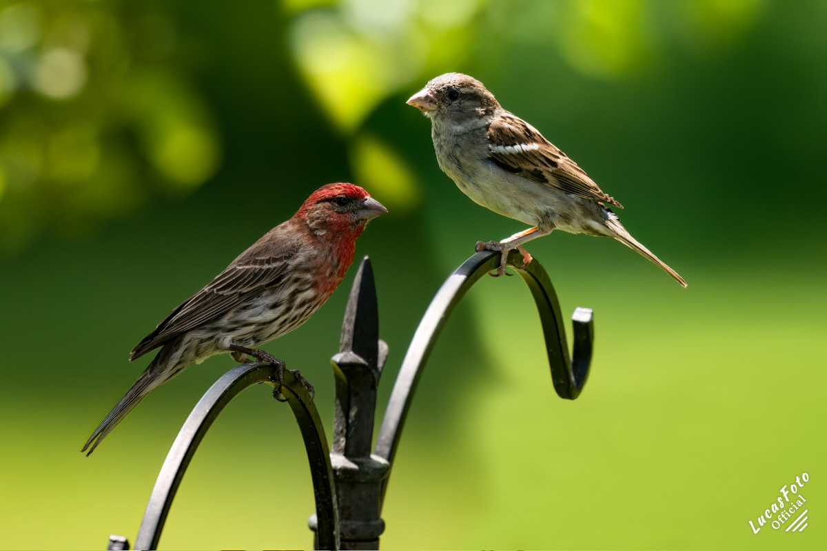 House Finch