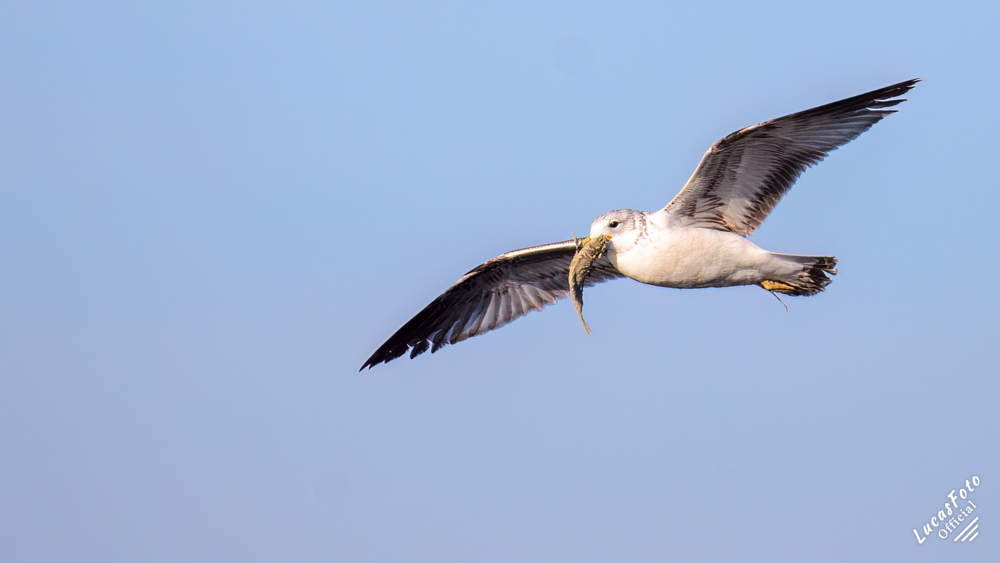 Ring-billed Gull