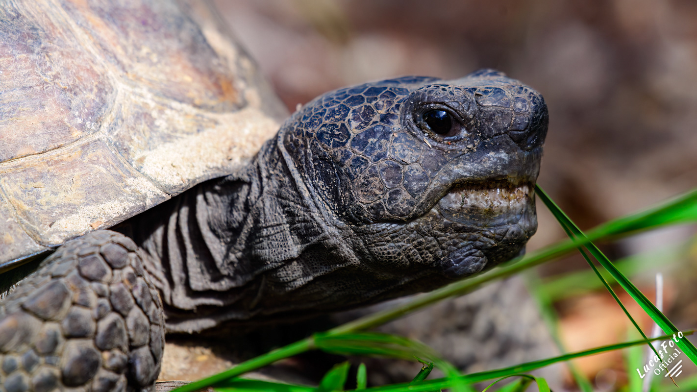 Gopher tortoise