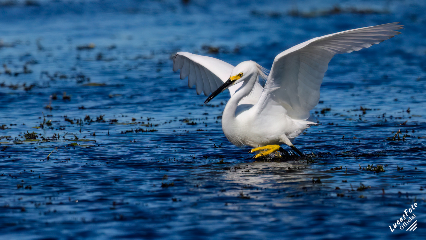 Snowy Egret