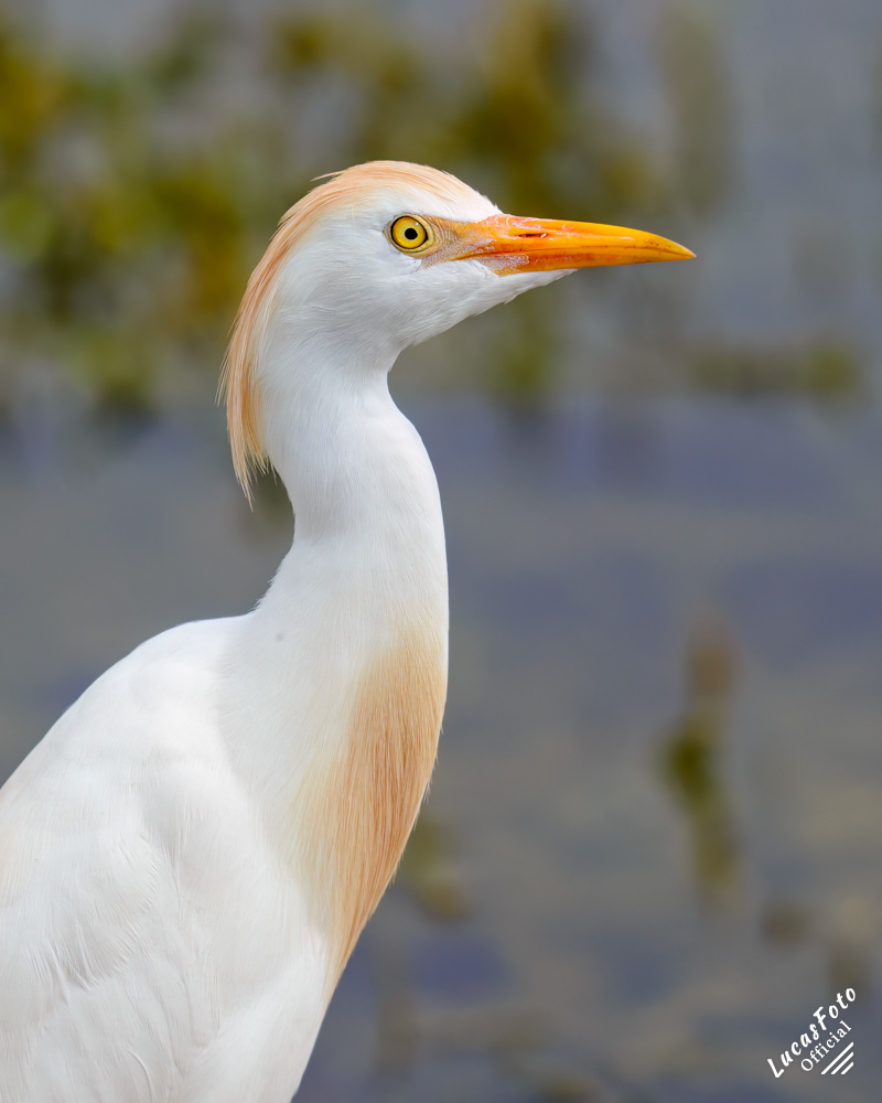 Cattle Egret