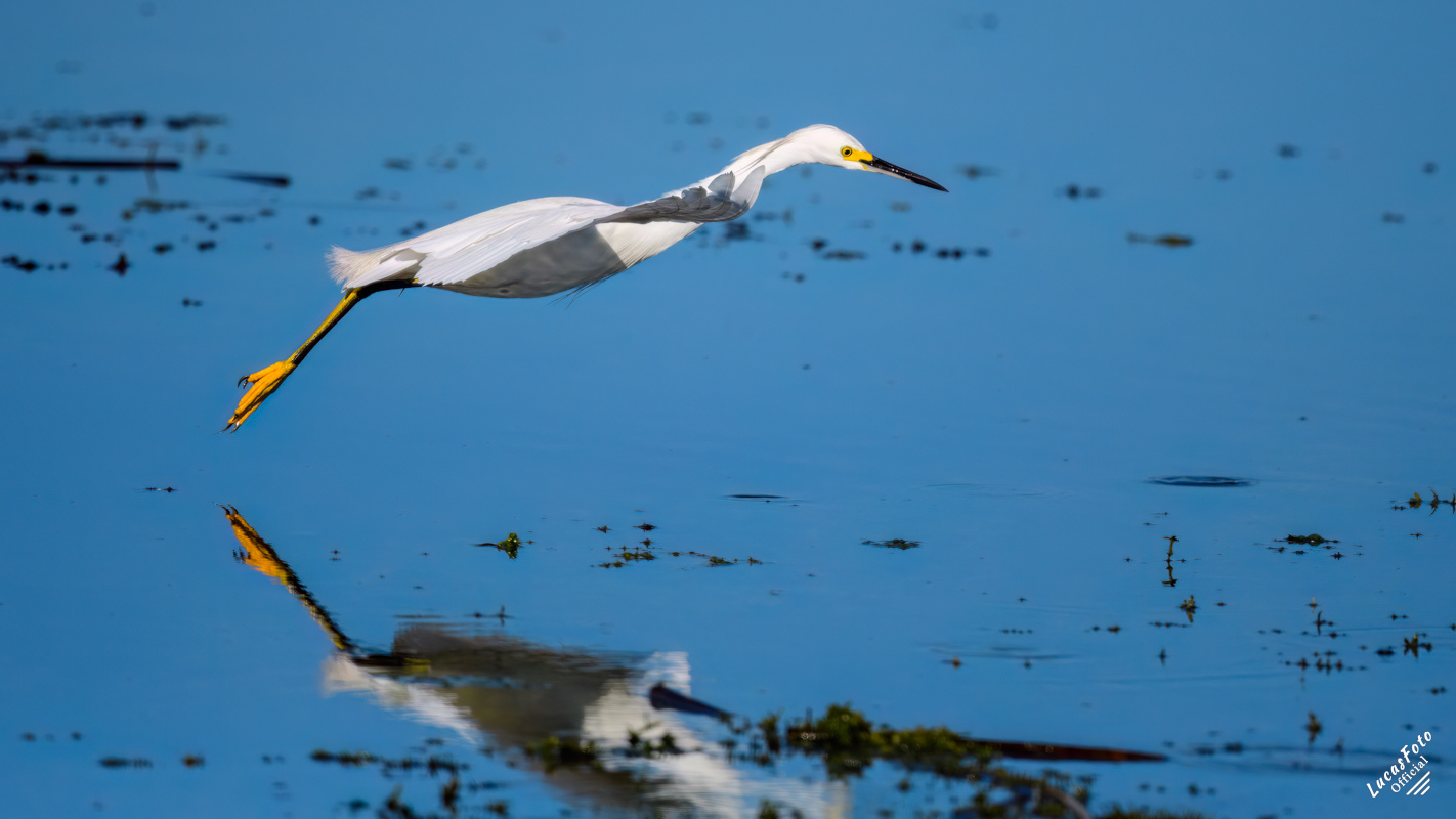 Snowy Egret