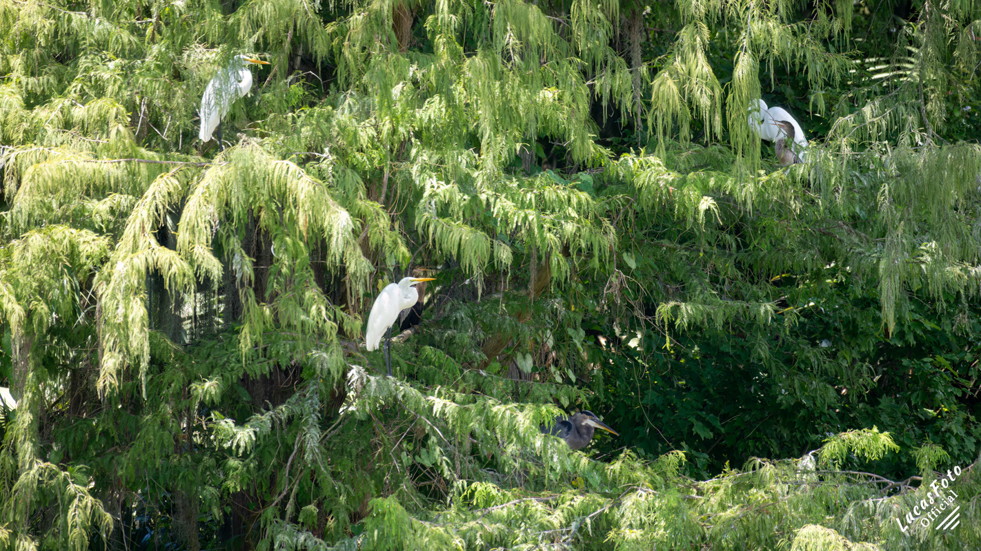 Great Egret / Anhinga / Great Blue Heron