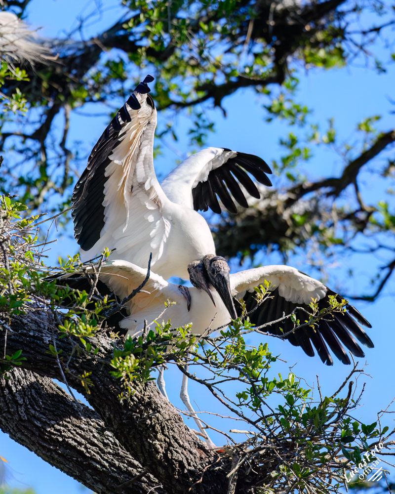 Wood Stork