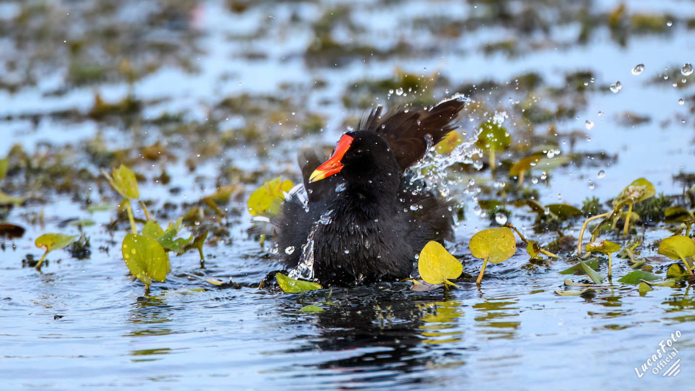 Common Gallinule