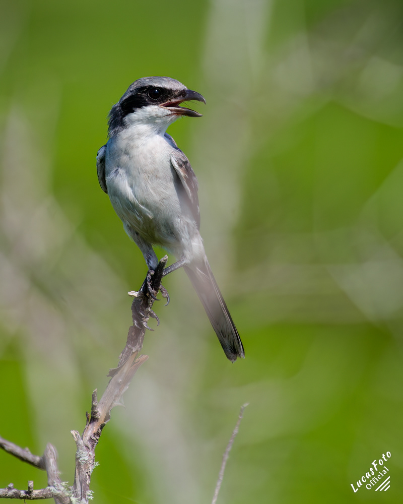 Loggerhead Shrike