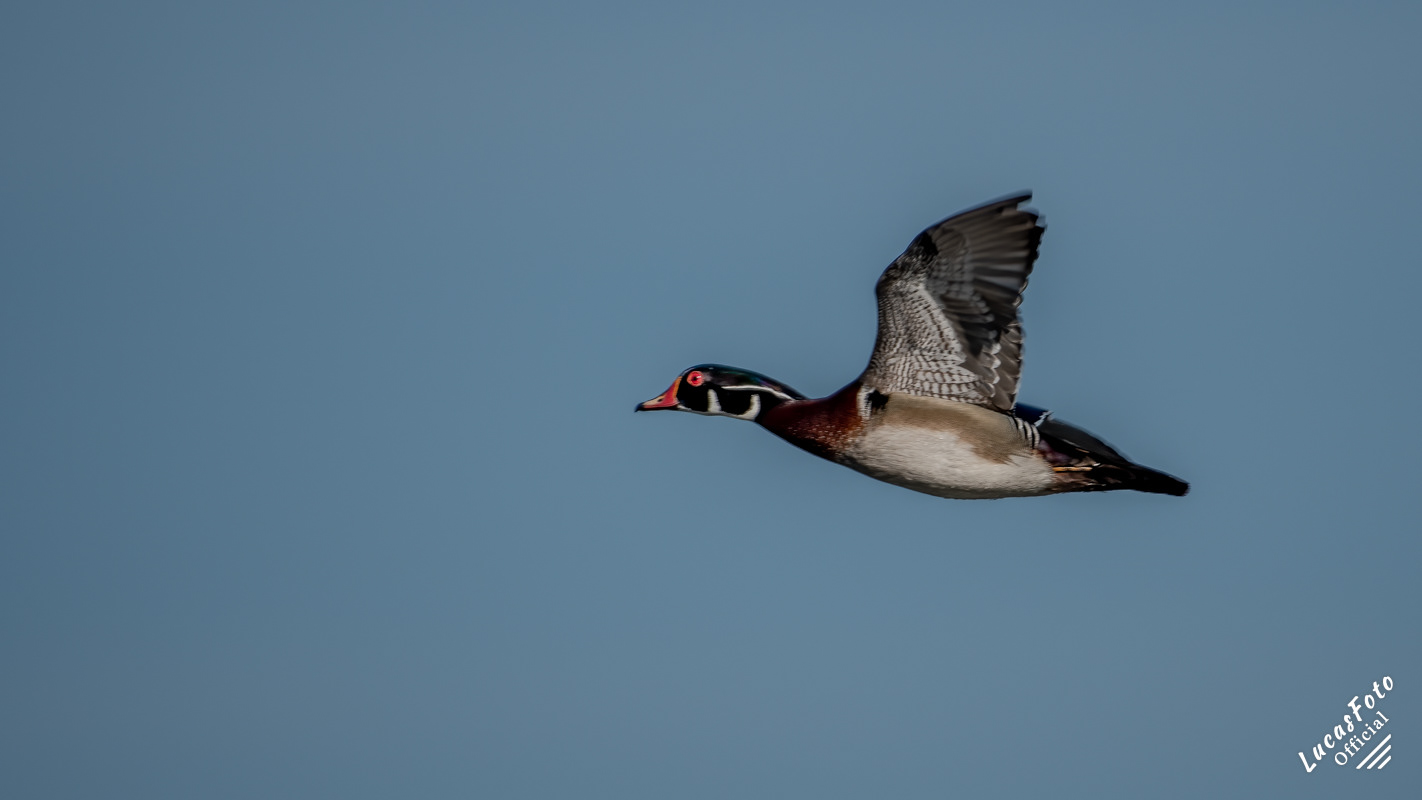 Wood Duck