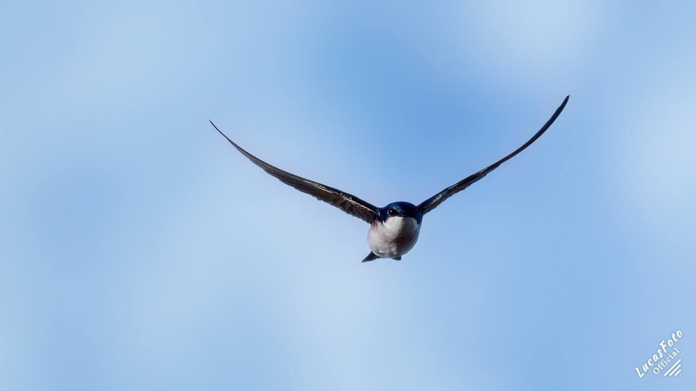 Tree Swallow