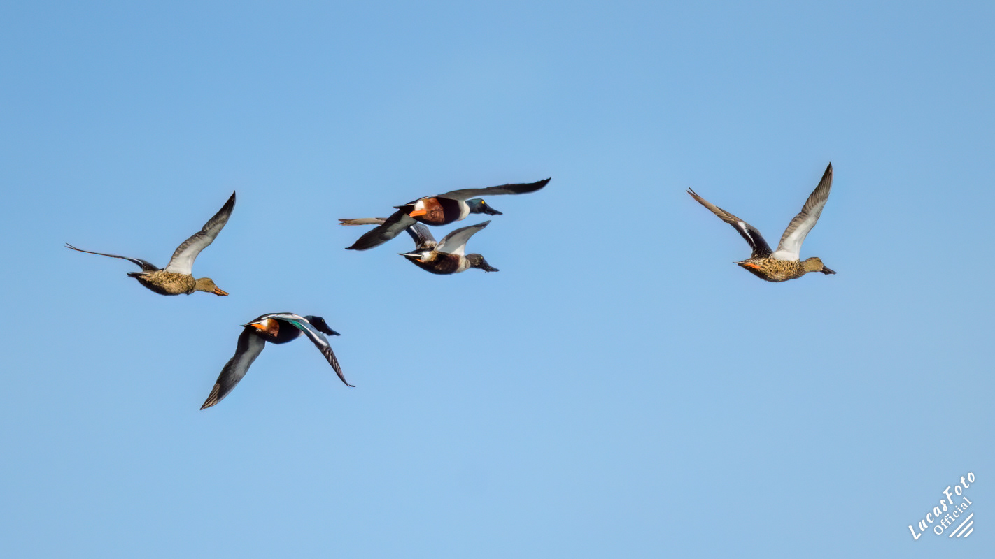 Northern Shoveler