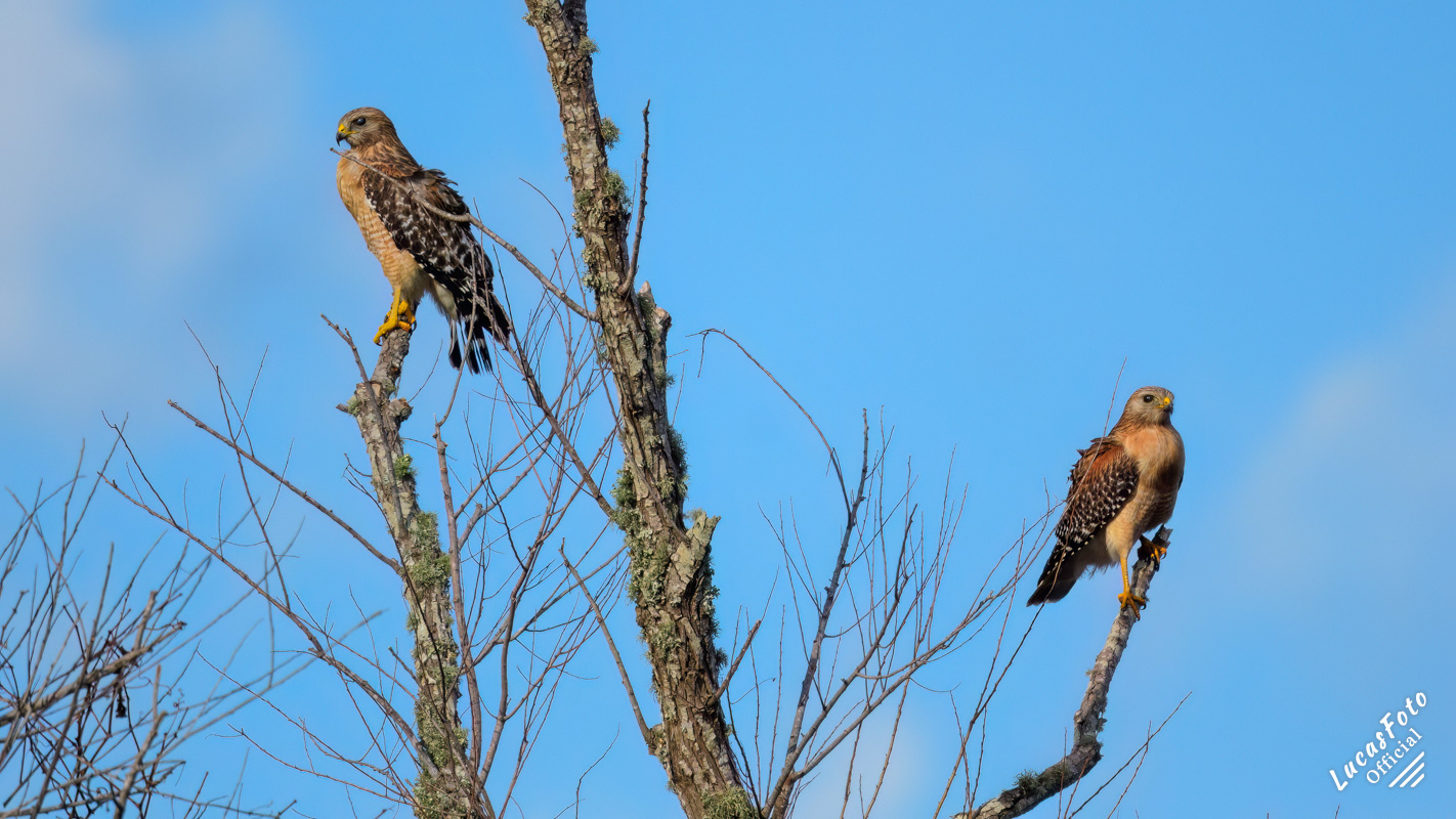 Red-shouldered Hawk