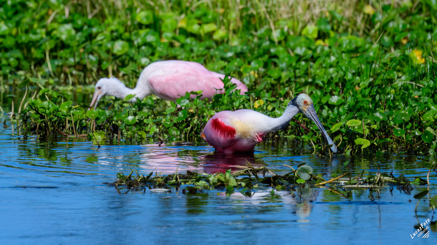 Roseate Spoonbill