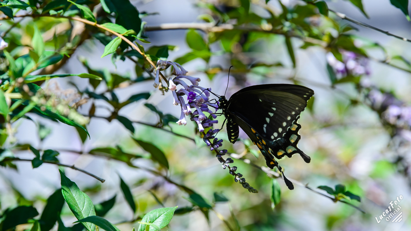 Black swallowtail