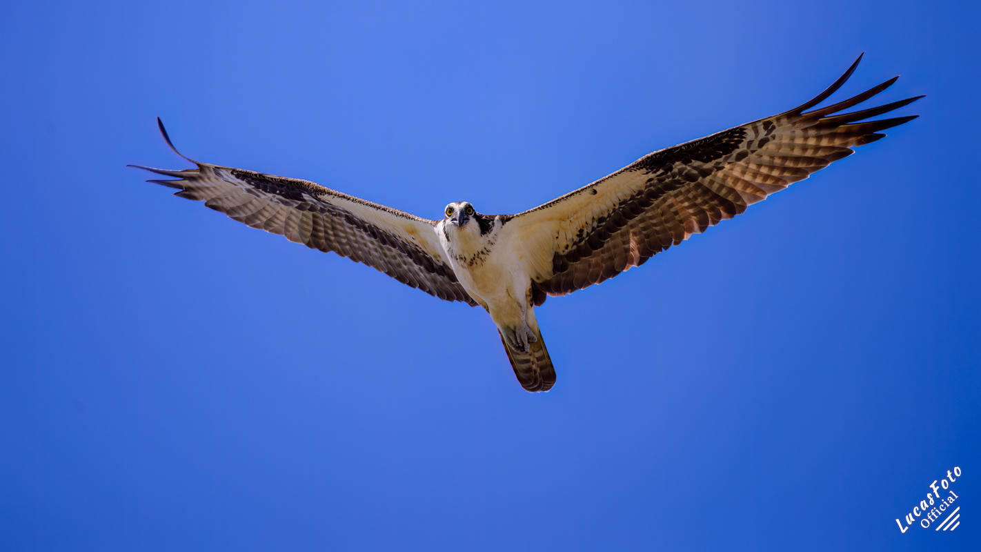 Osprey