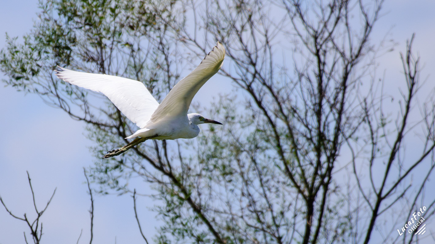 Juvenile Little Blue Heron