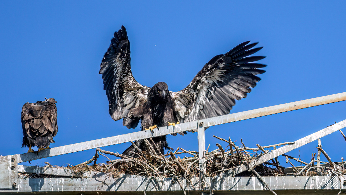 Bald Eagle