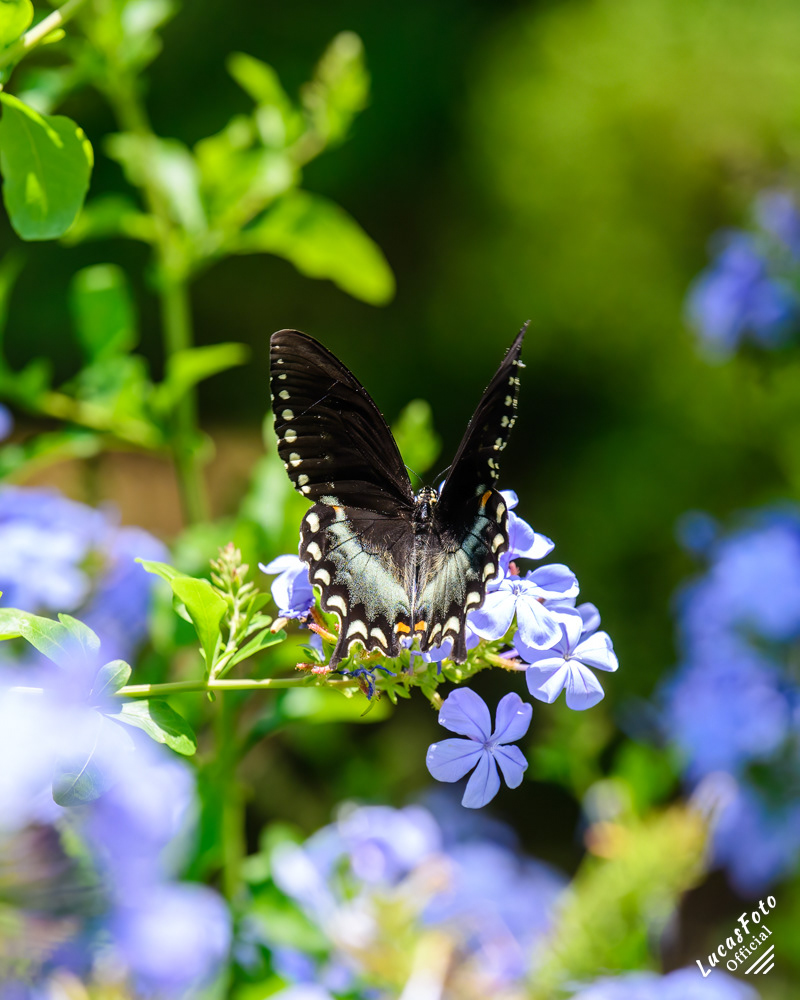 Spicebush Swallowtail