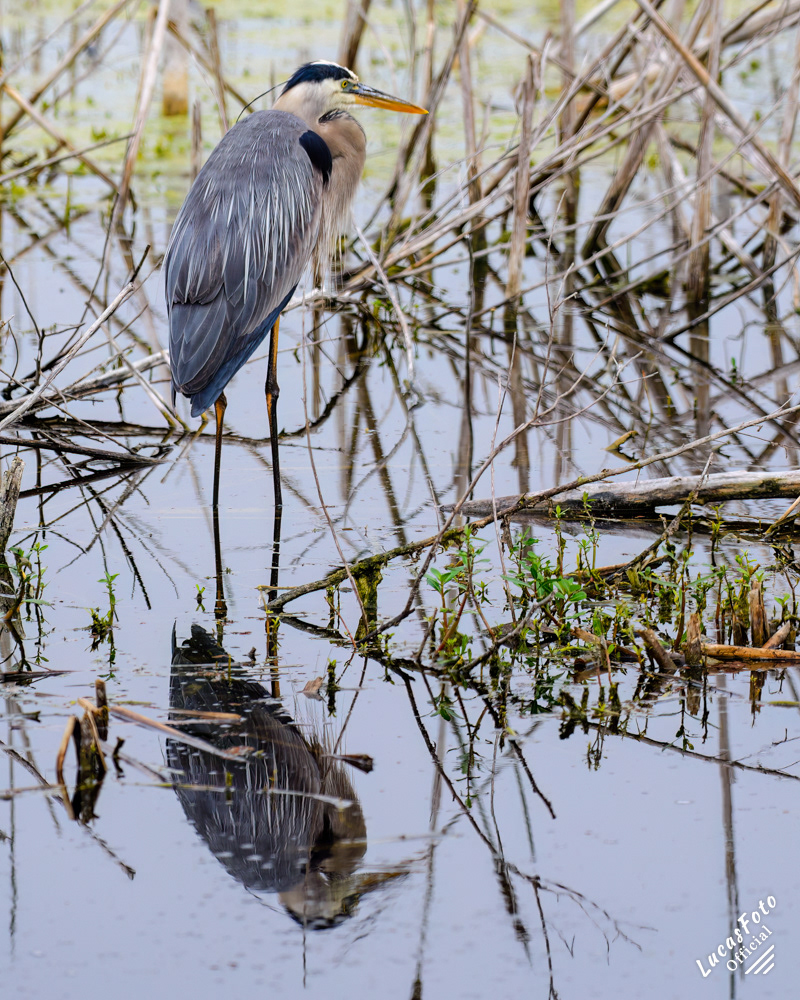 Great Blue Heron