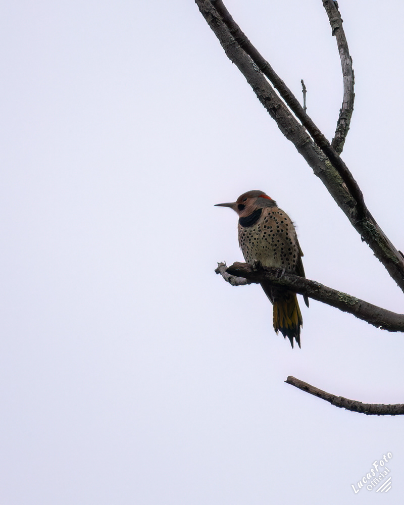 Northern Flicker