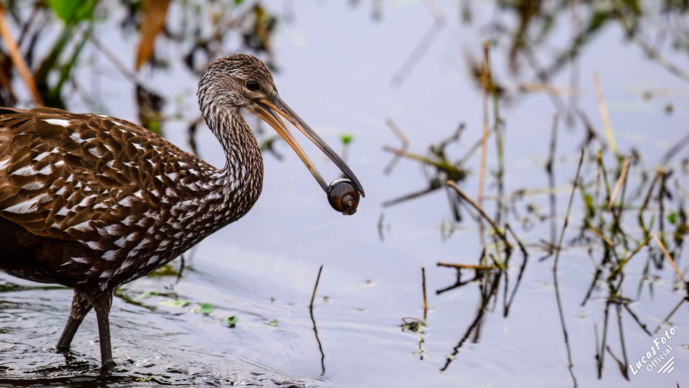 Limpkin