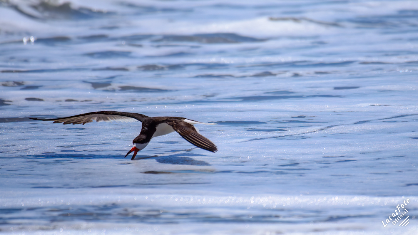 Black Skimmer