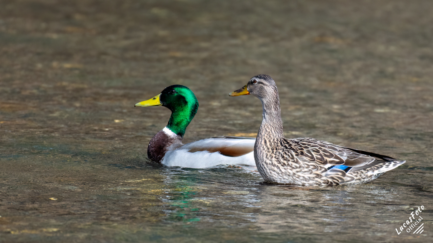 Mallard Duck
