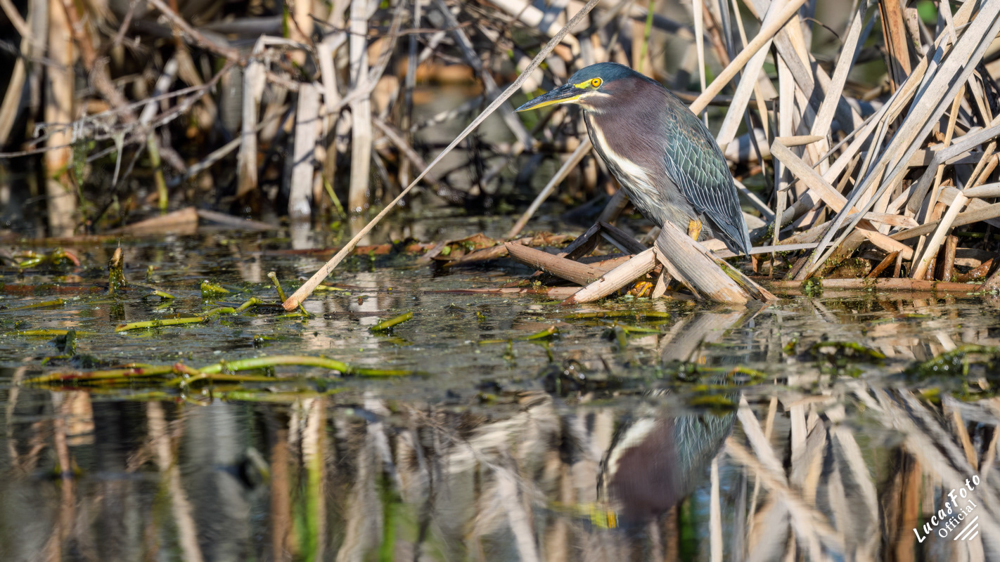 Green Heron