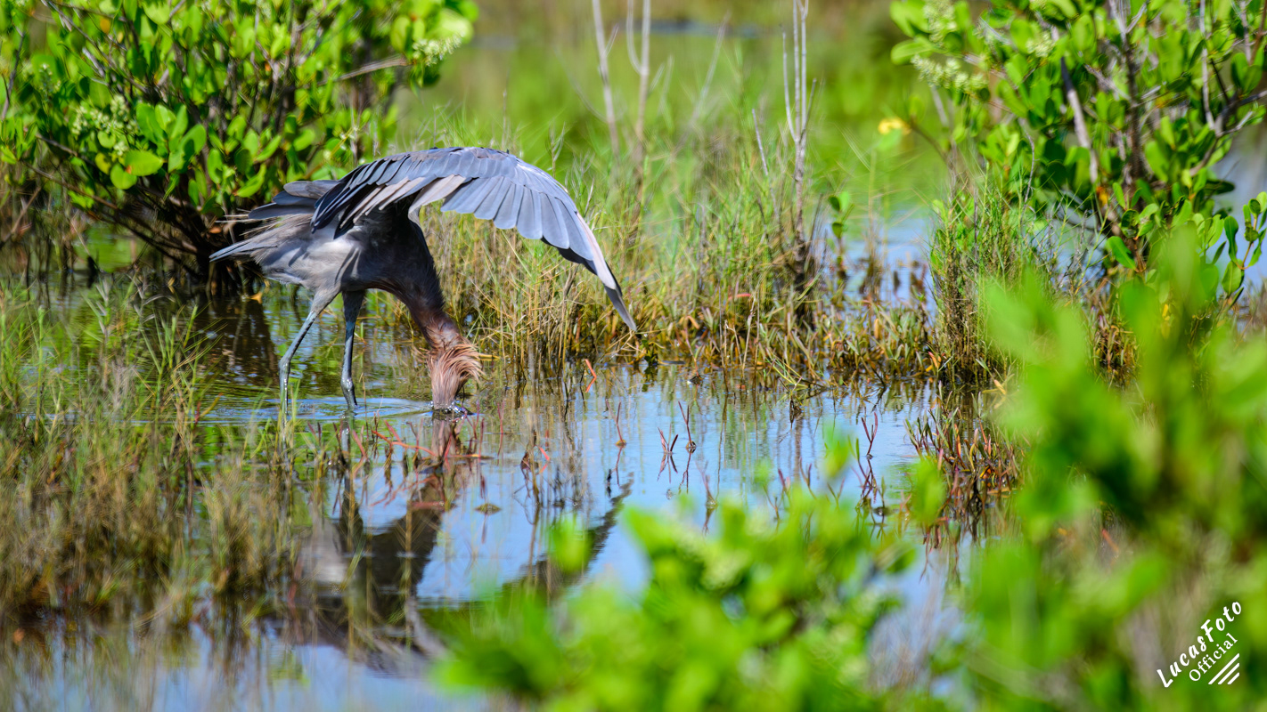 Reddish Egret