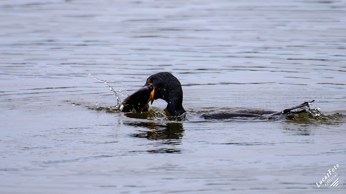 Double-crested Cormorant