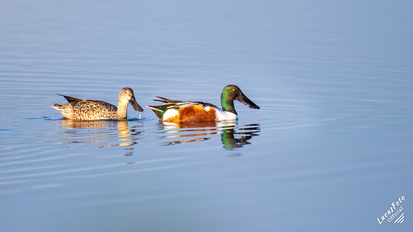 Northern Shoveler