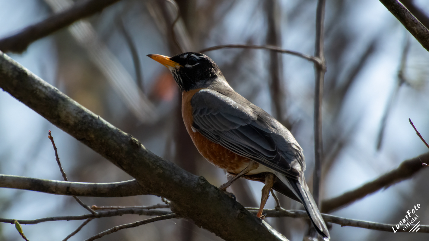 American Robin
