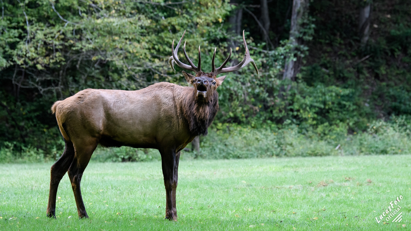 Elk