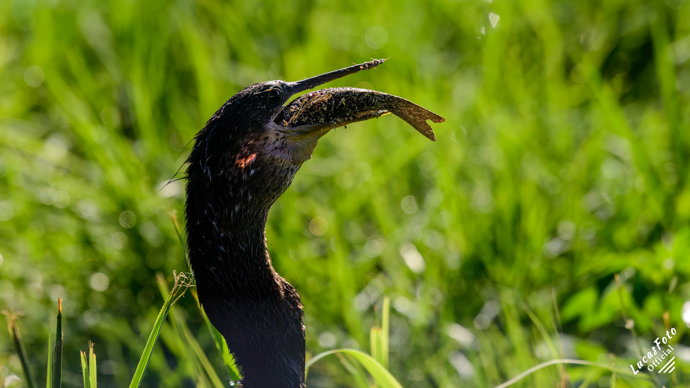 Anhinga