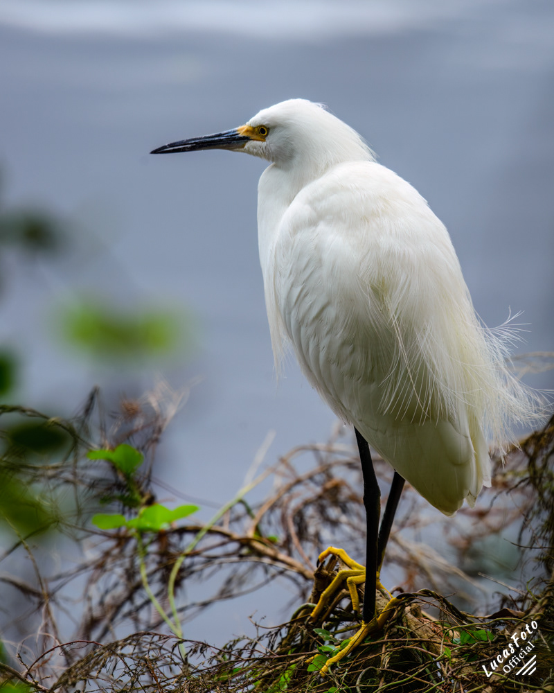 Snowy Egret