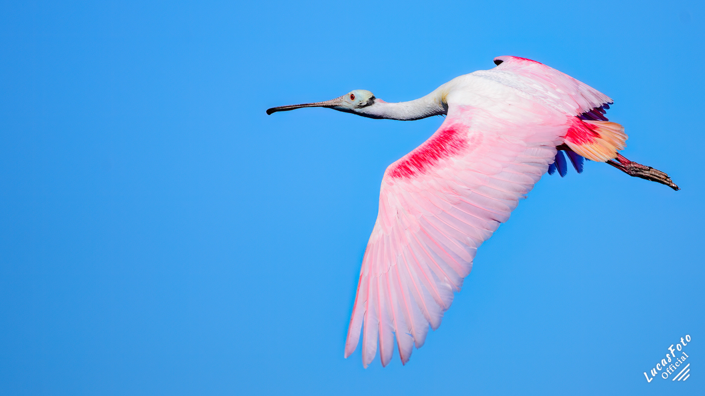 Roseate Spoonbill