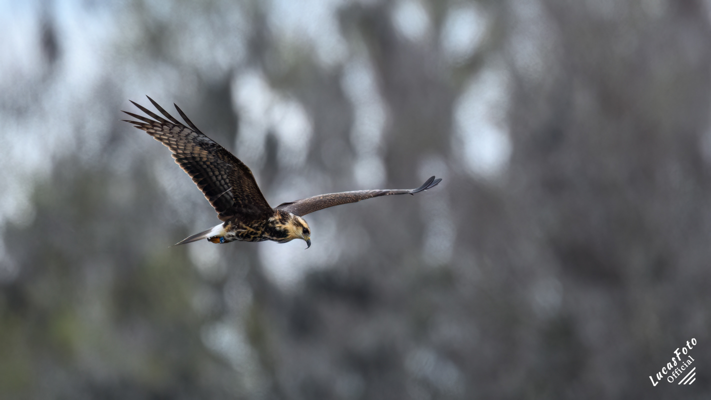 Snail Kite