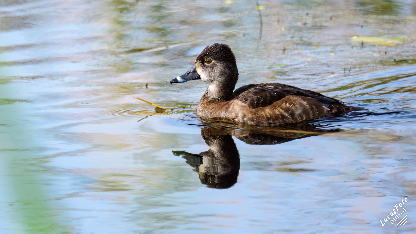 Ring-necked Duck