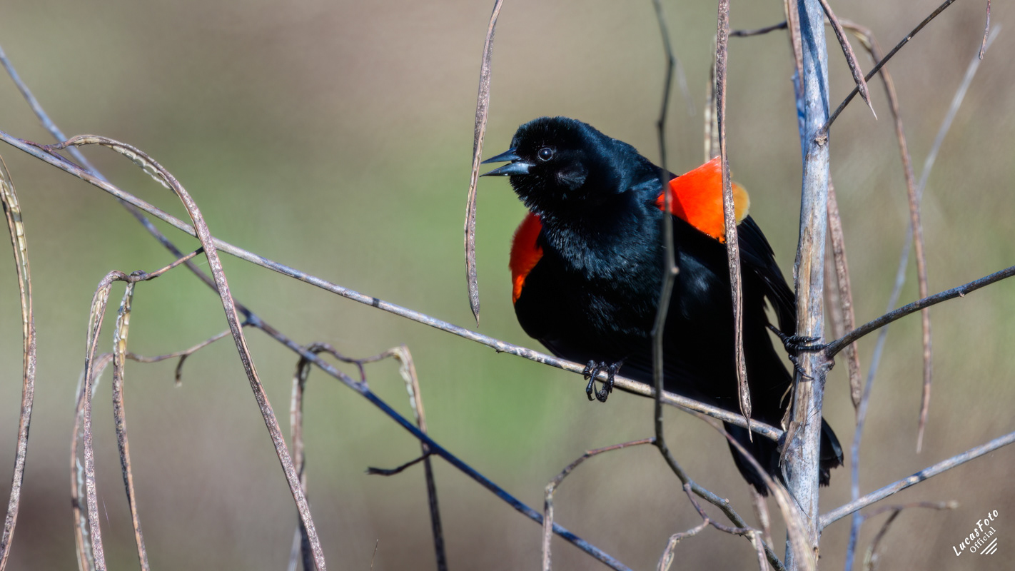 Red-winged Blackbird