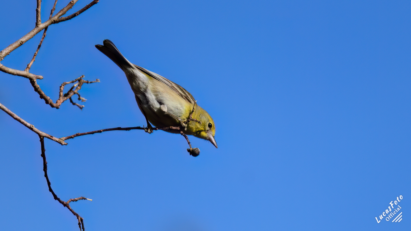 Pine Warbler