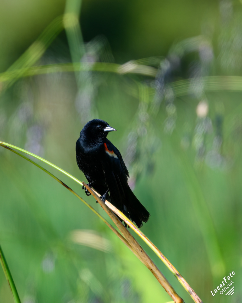 Red-winged Blackbird
