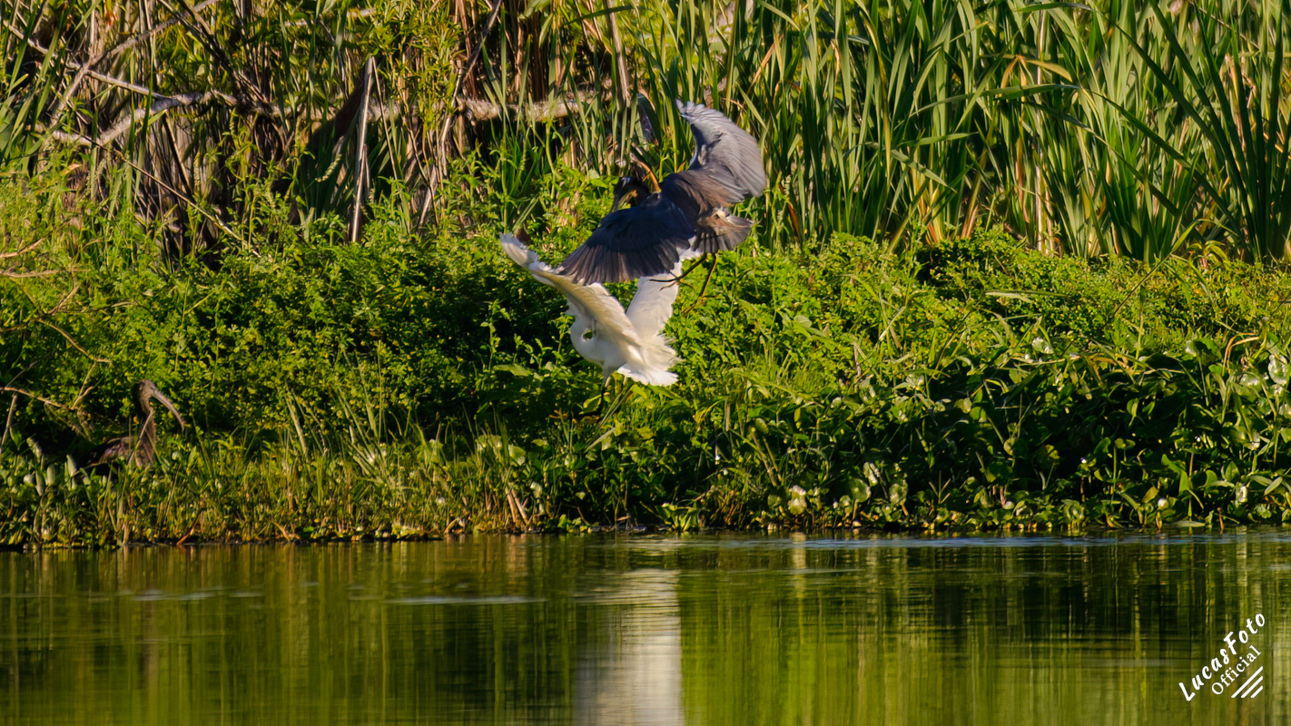 Snowy Egret / Tricolored Heron