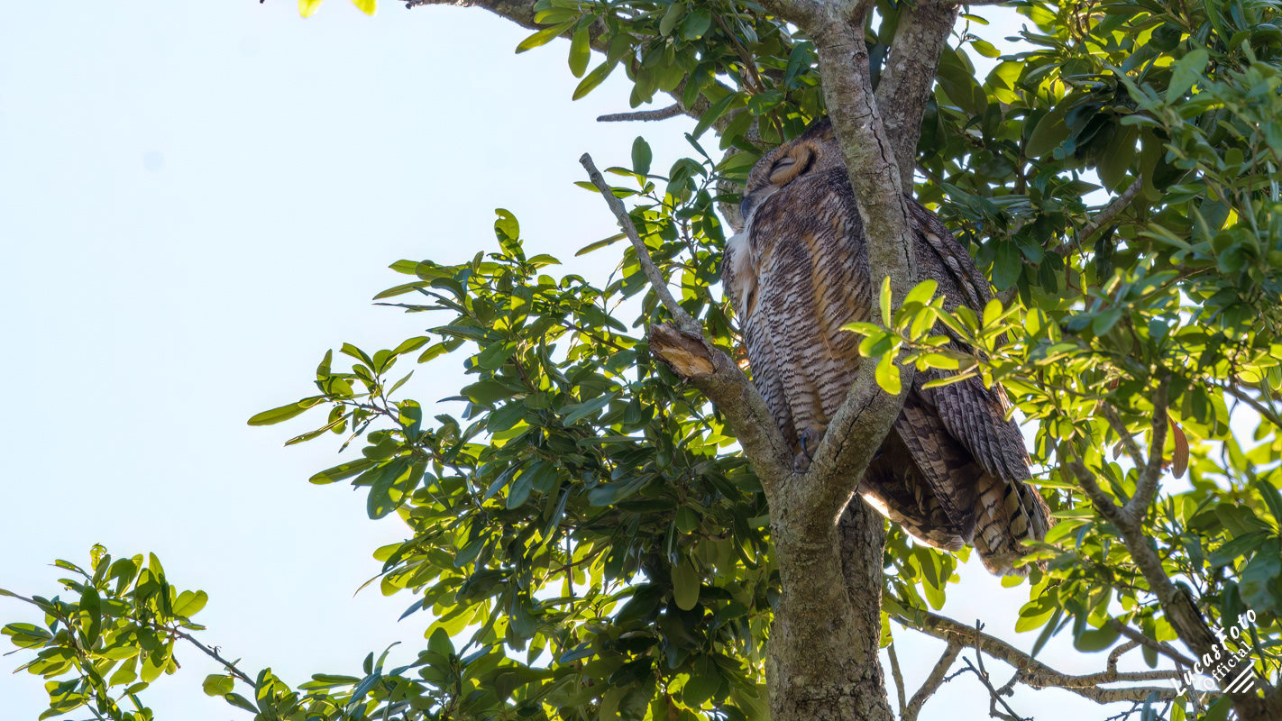 Great Horned Owl
