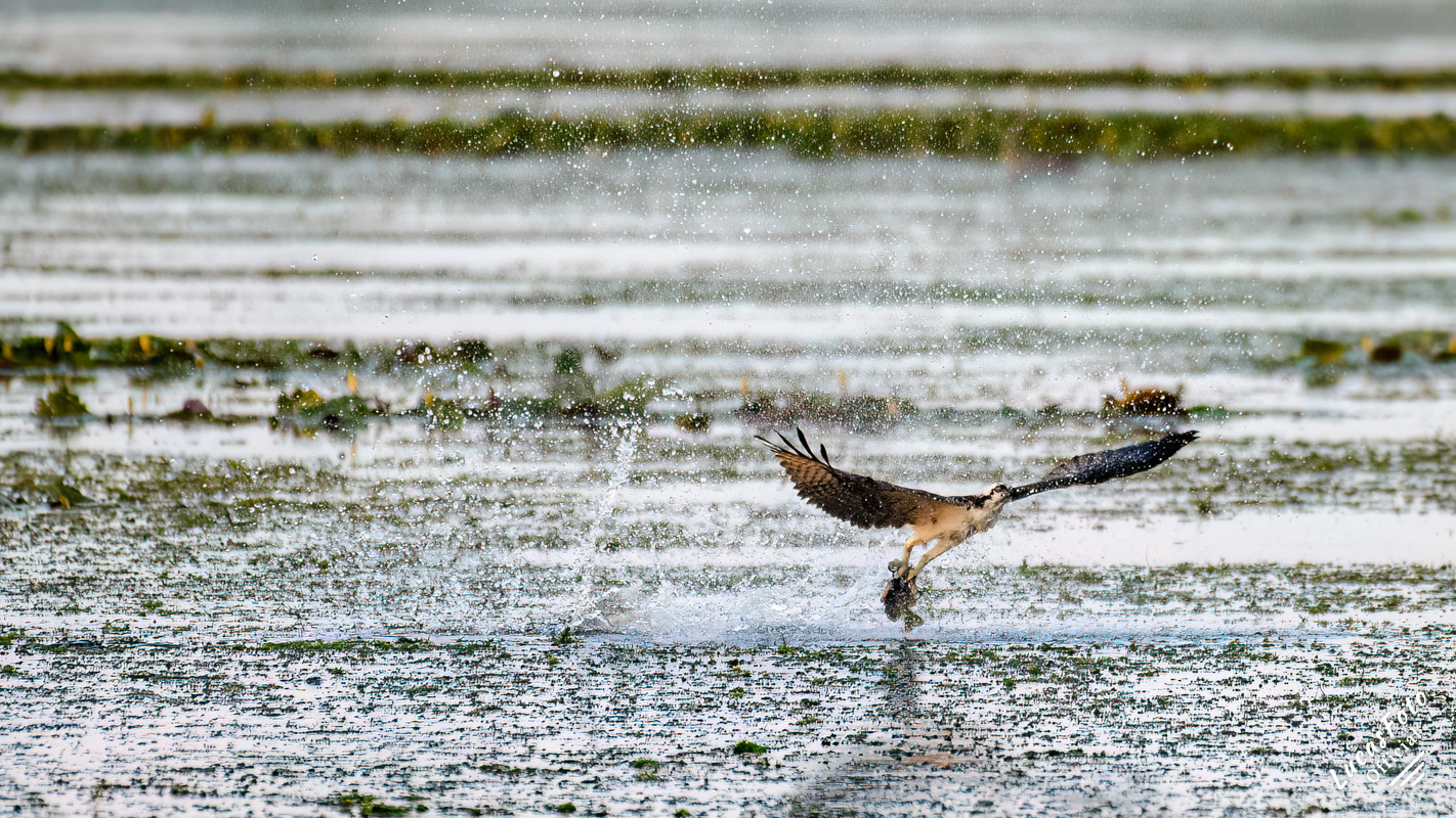 Osprey