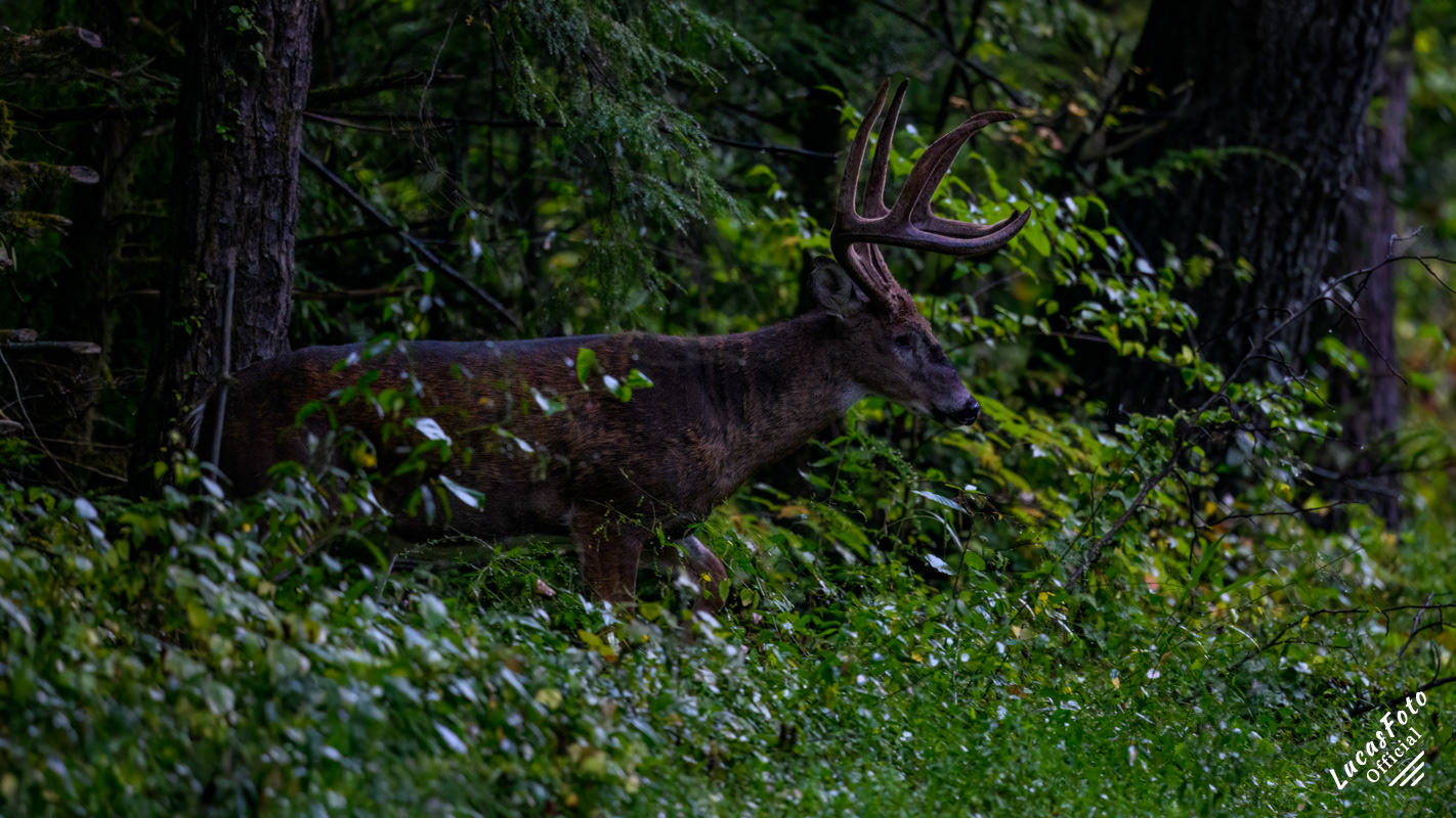 Whitetail