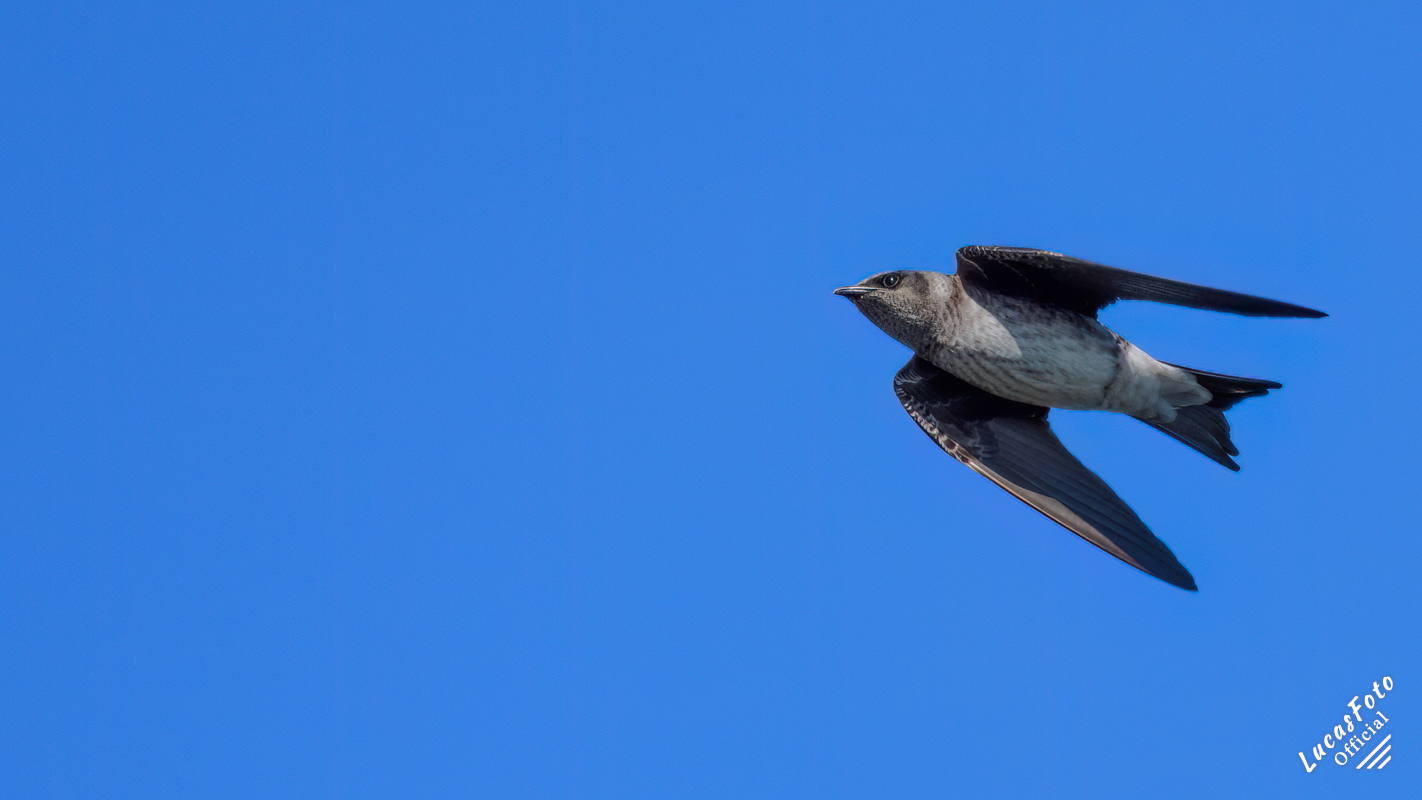 Purple Martin