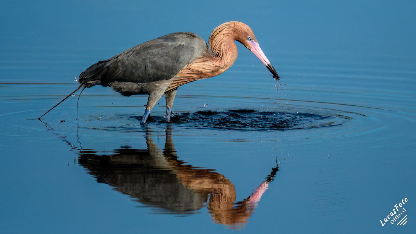 Reddish Egret