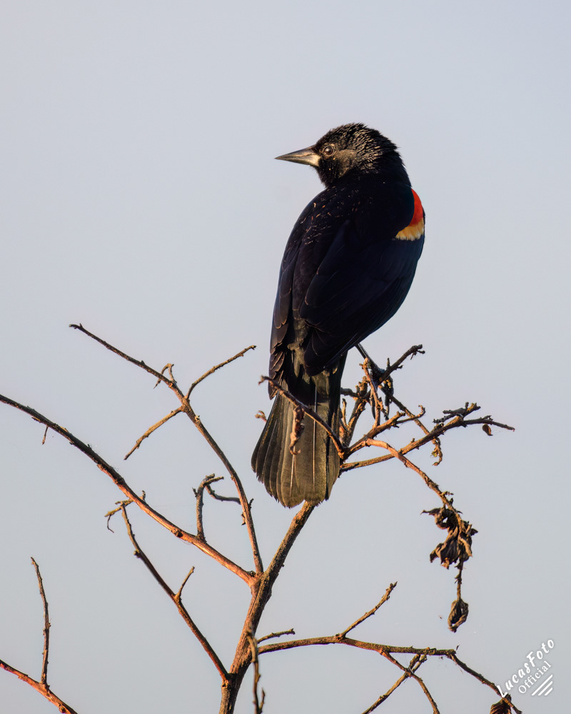 Red-winged Blackbird